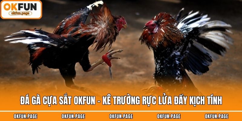 Đá Gà Cựa Sắt OKFUN - Kê Trường Rực Lửa Đầy Kịch Tính