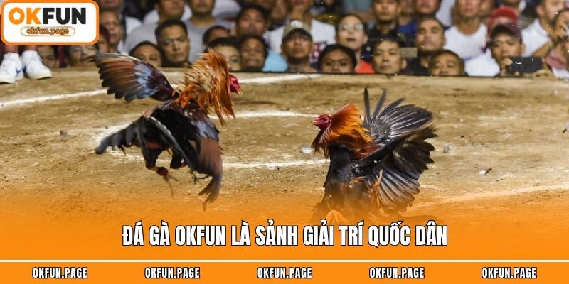 Đá gà OKFUN là sảnh giải trí quốc dân