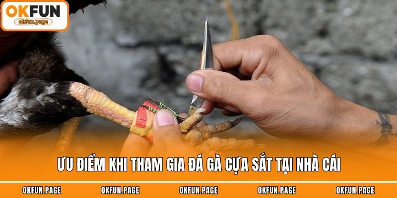 Ưu điểm khi tham gia đá gà cựa sắt tại nhà cái